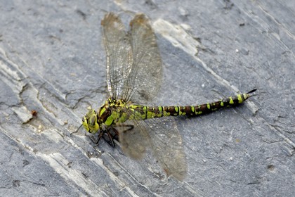 France, Manche, dragonfly