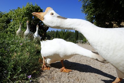 France, Var (83), Provence Verte, Bras, vers Saint-Maximin-la-Sainte-Baume, la maison d'hôtes Le Peyrourier, une campagne en Provence, oies blanches