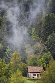 France, Haut Rhin, Ballons des Vosges Regional Natural Park, Storckensohn, La Tete des Perches mountain, the chaume de Gazon vert (extensive altitude grazing), beech and pine forest over the refuge in a former farm