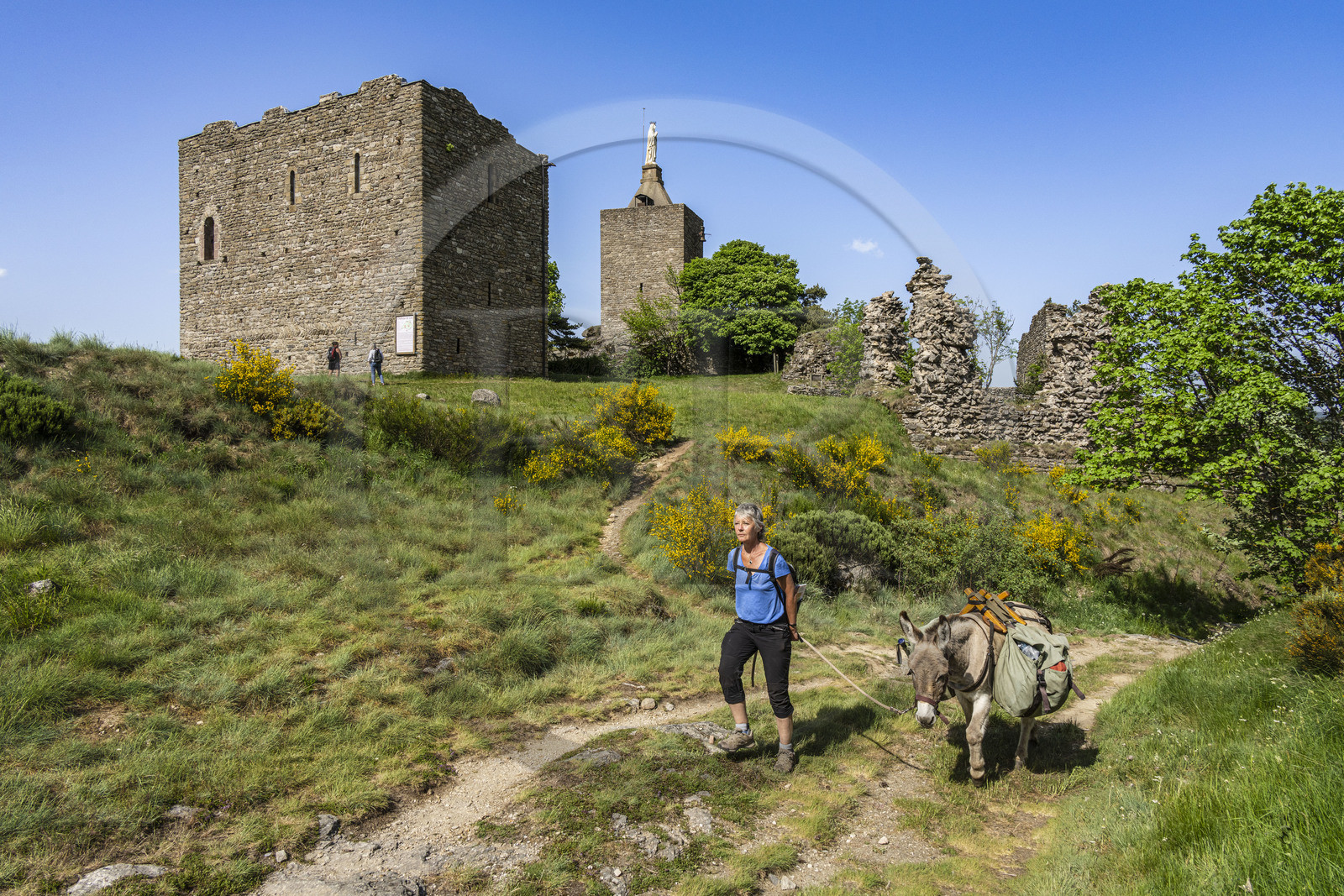 France, Lozère (48), Luc, randonnée avec un âne sur le chemin de Stevenson (GR 70) devant les ruines du chateau de Luc