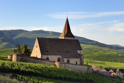 France, Haut Rhin, the Alsace Wine Route, Hunawihr, labelized the Most Beautiful Villages of France, the 14th century fortified church Saint Jacques le Majeur surrounded by vineyards