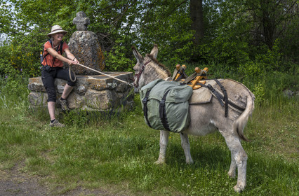 France, Haute-Loire (43), randonnée avec un âne sur le chemin de Stevenson (GR 70) entre Le Monastier-sur-Gazeille et Saint-Martin-de-Fugères, l'âne Anatole a décidé de ne plus avancer