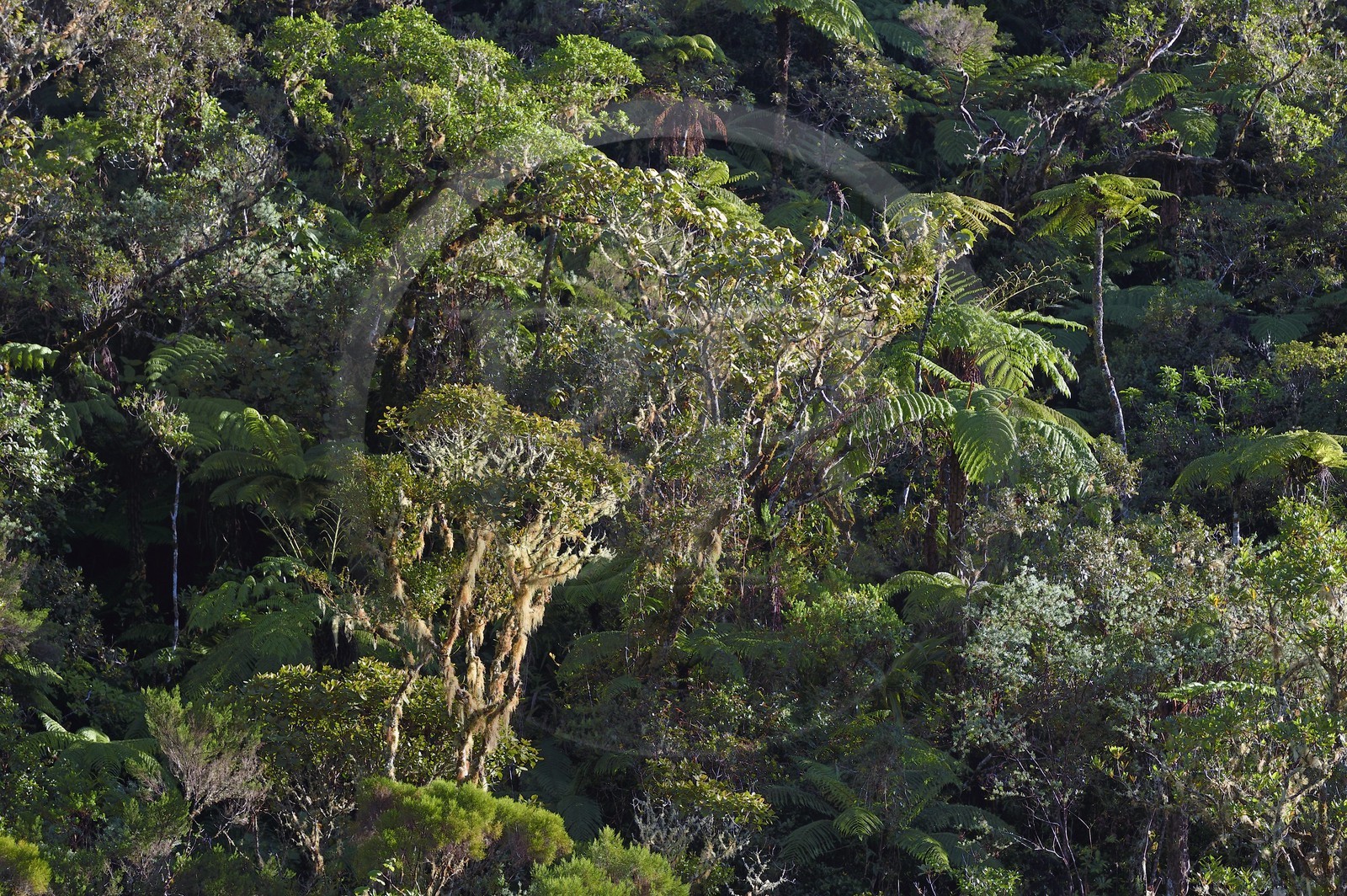France, Ile de la Reunion, Saint Benoit, Parc national de La Reunion, classé Patrimoine Mondial de l'UNESCO, foret de Bébour