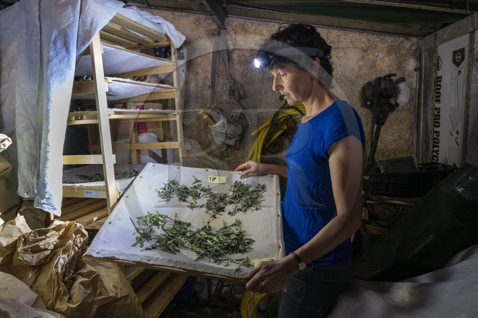 France, Alpes-Maritimes (06), Cap-d’Ail, Murielle Iris créatrice de Les Sauvages, elle fait la cueillette de la plupart de ses plantes en montagne et les fait sêcher dans le noir