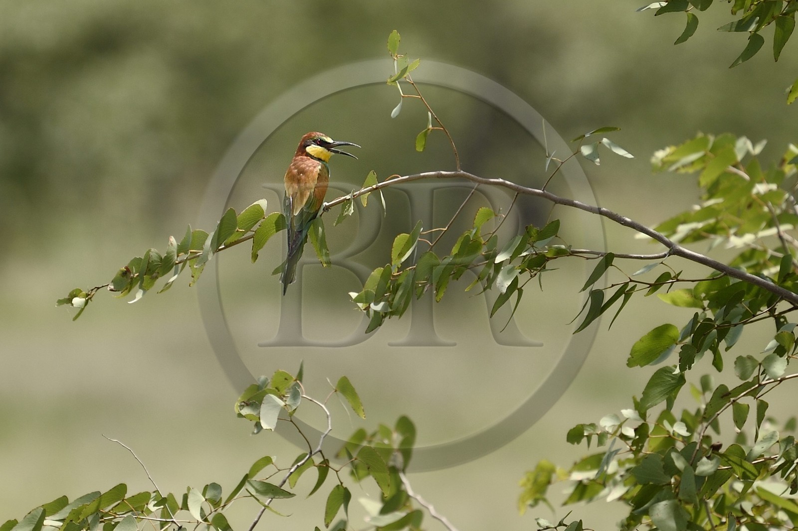 Namibie, région de Oshikoto, Parc National d'Etosha, guêpier nain (Merops pusillus)
