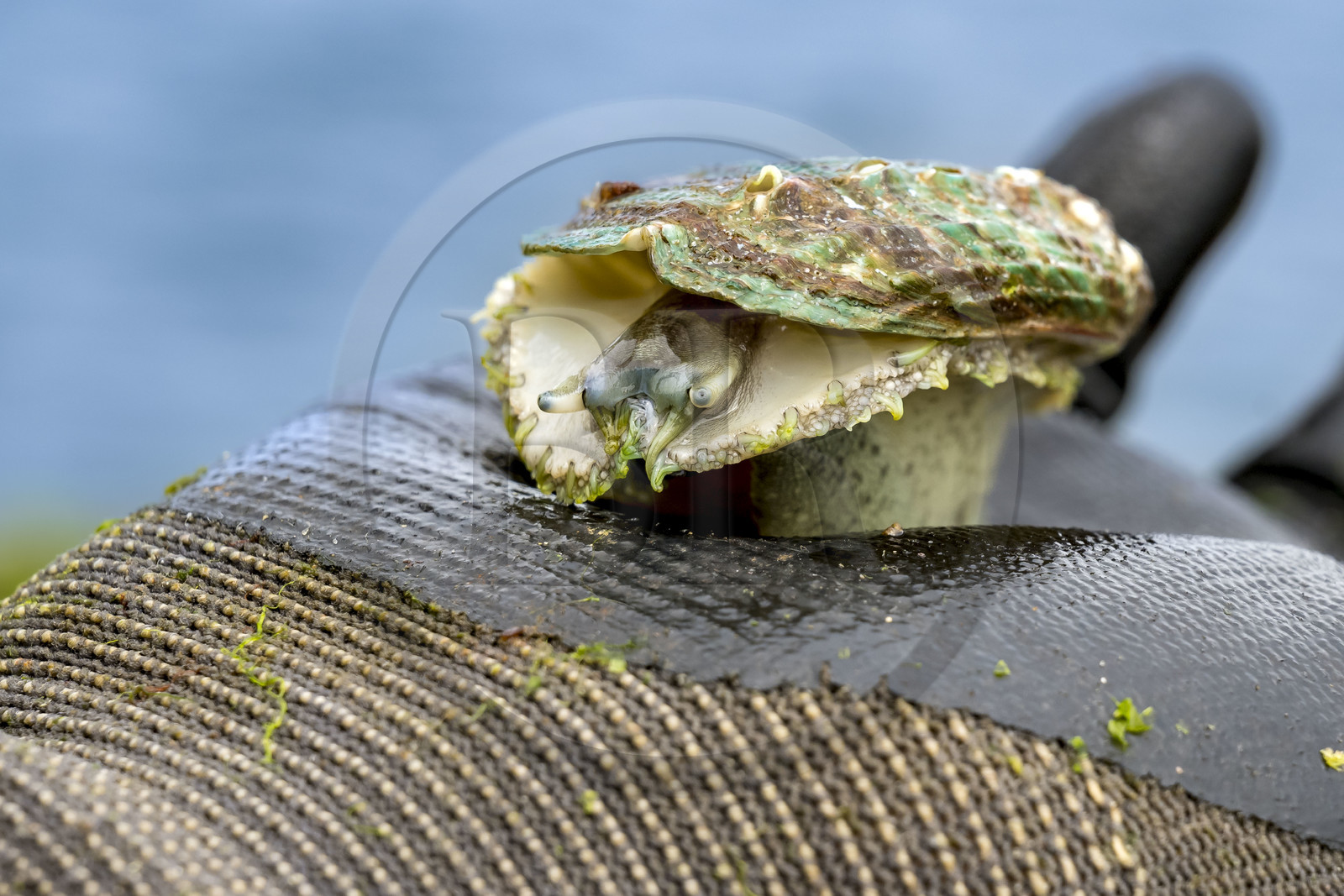 France, Finistère (29), Pays des Abers, estuaire de l'Aber Wrac'h, ormeau (haliotis tuberculata) de 3 ans issu d'un élevage en pleine mer par France Haliotis
