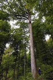 France, Bas-Rhin, Parc regional des Vosges du nord (Northern Vosges Regional Natural Park), La Petite Pierre, hiker on the Trois Roches trail, tall oak tree about forty meters high and that would be 240 years old