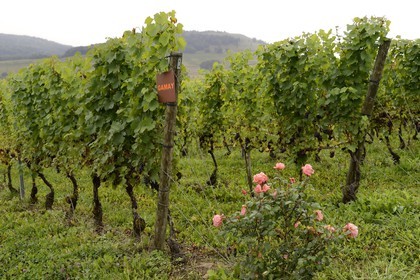 France, Meurthe-et-Moselle (54), Bruley, vignoble des Côtes de Toul, cépage Gamay