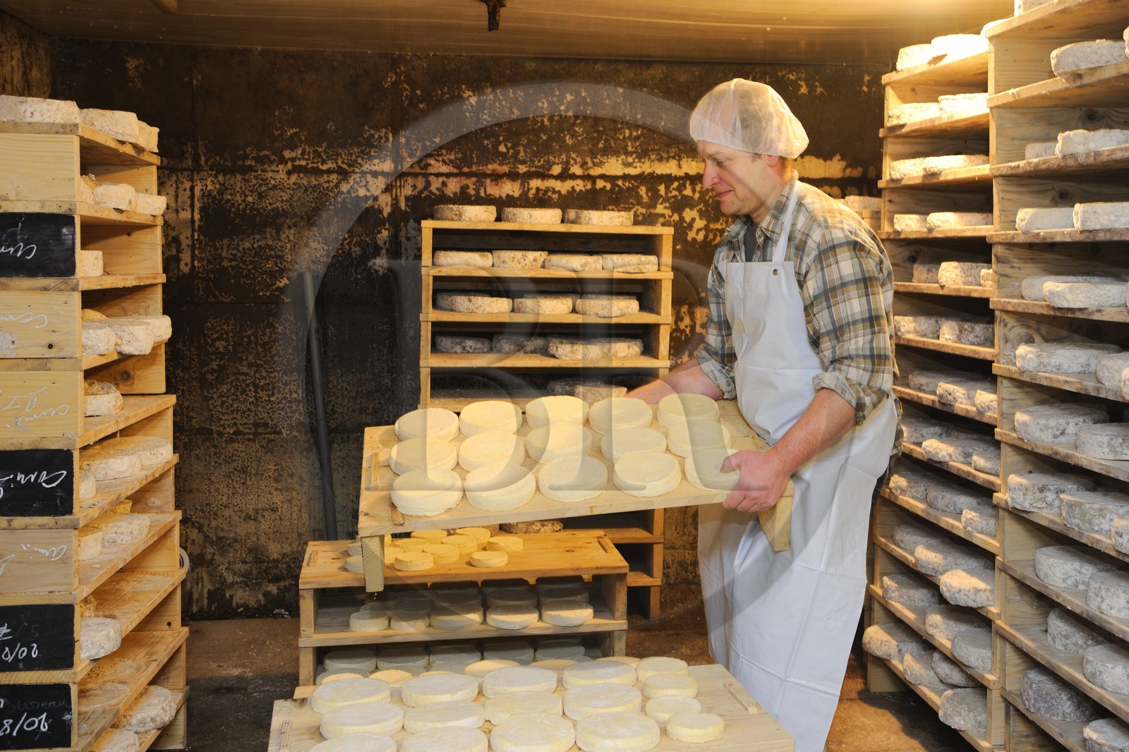 France, Haut-Rhin (68), la route des Crêtes, ferme auberge marcaire du Grand Hêtre, Jean-Mathieu Spenlé dans la cave pour surveiller la période de maturation et d’affinage du fromage munster