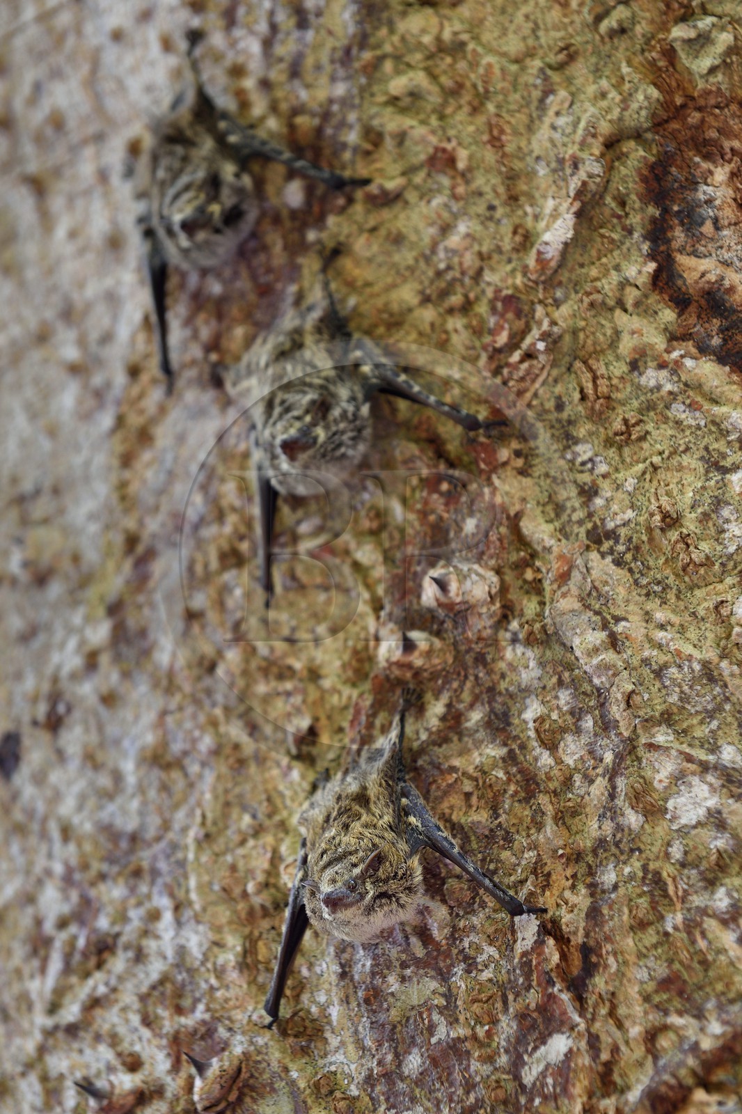 Nicaragua, Ometepe Island World Biosphere Reserve in Lake Nicaragua, marshe along the Rio Istian, proboscis bat (Rhynchonycteris naso)