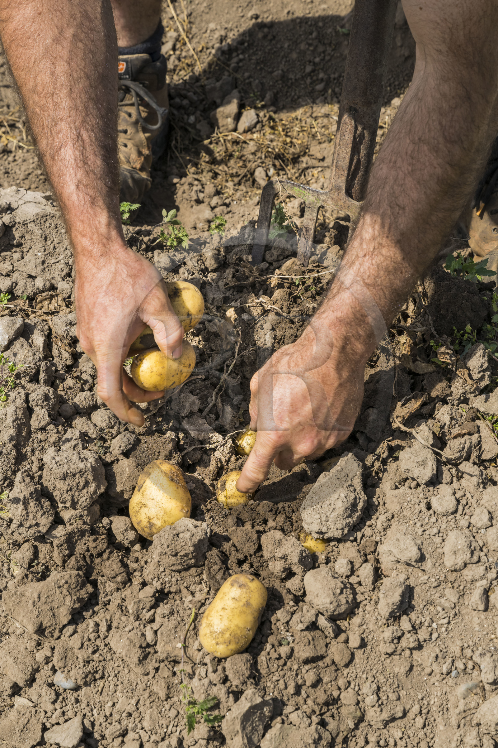 France, Finistère (29), Mer d'Iroise, archipel de Molène, Ile de Quéménès,  ramassage des pommes de terre à la main