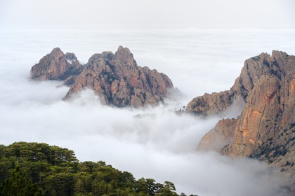 France, Corse-du-Sud (2A), Alta Rocca, sommets des monts à l'Est du col de Bavella émergeants des nuages et la forêt de Bavella de pins laricio en premier plan