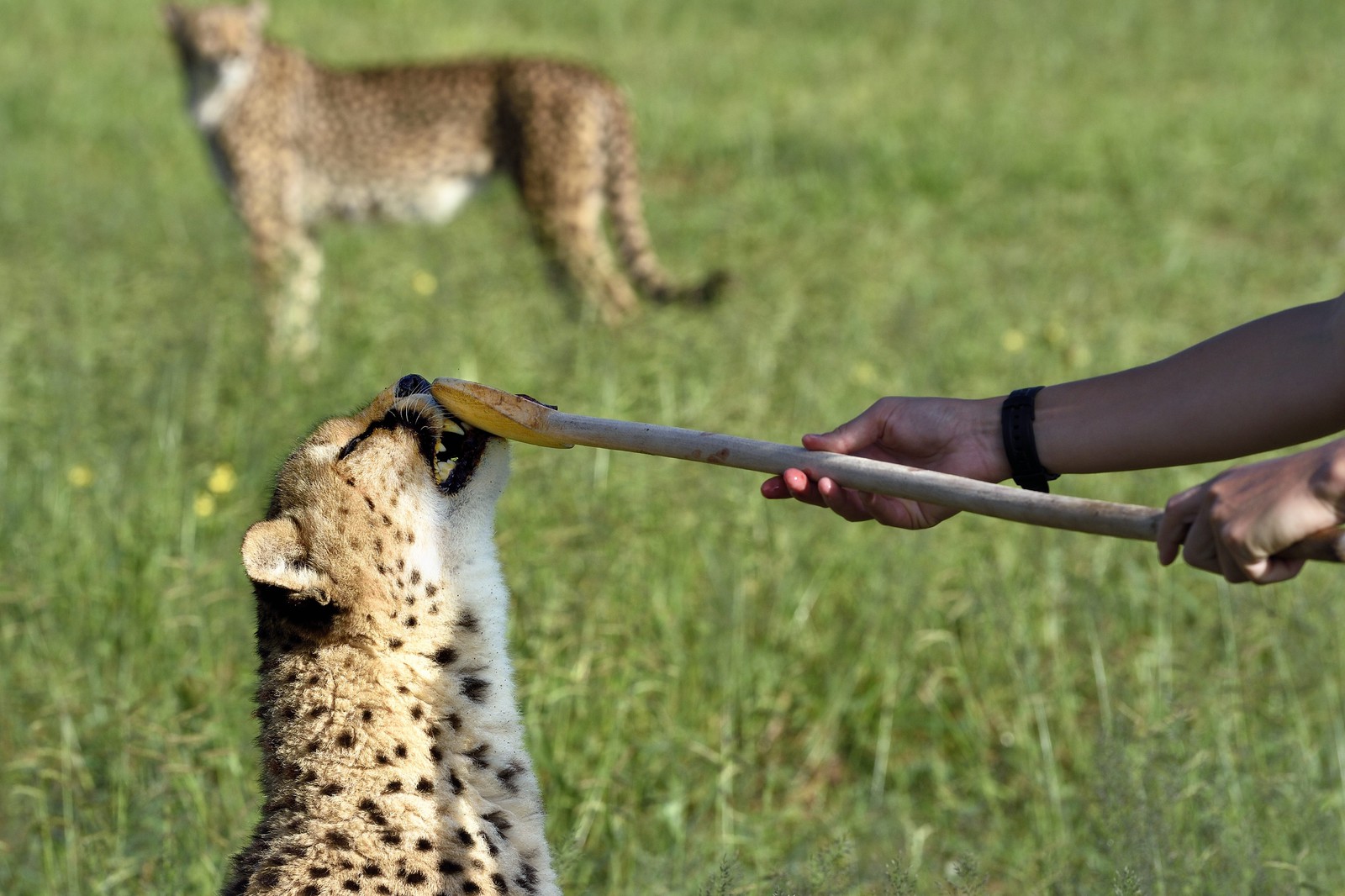 Namibia, Otjiwarongo, Cheetah Conservation Fund, research and education centre, cheetah (Acinonyx jubatus), reward given in exchange of the lure that the cheetah has hunted, the purpose of the exercise is to keep it in shape