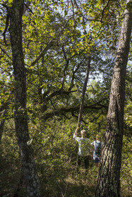 France, Var (83), Provence Verte, Bras, Académie du Bain de Forêt Provençale, forêt du domaine Le Peyrourier - une campagne en Provence