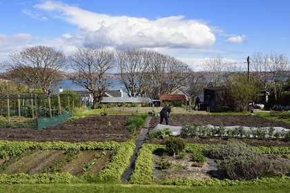 Royaume-Uni, Ecosse, Highland, Hébrides intérieures, Ile de Iona face à l'Ile de Mull, le potager biologique de l'Argyll Hotel au premier plan