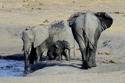 Zimbabwe, province de Matabeleland septentrional, parc national Hwange, éléphants sauvages d'Afrique (Loxodonta africana) autour d'un point d'eau
