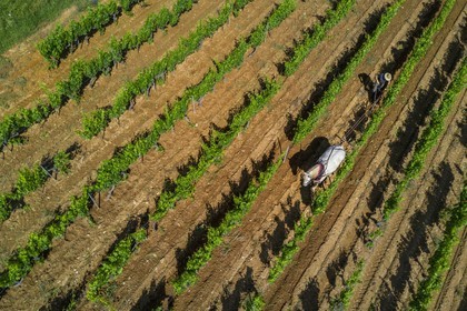 France, Var (83), Presqu'Ile de Saint-Tropez, Gassin, domaine de la Rouillère, Jean-Louis et Christine Calla décavaillonnent une parcelle de vigne avec leur jument percheronne et une charrue