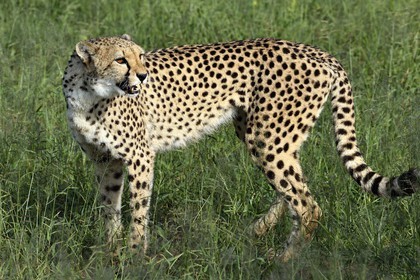 Namibie, Otjiwarongo, Cheetah Conservation Fund, centre de recherche et d'éducation, guépard (Acinonyx jubatus)