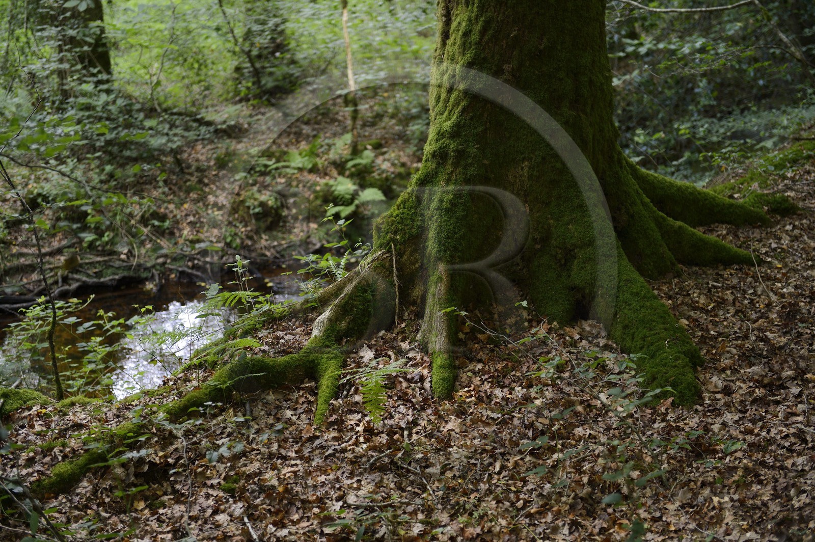 France, Ille-et-Vilaine (35),  forêt de Brocéliande, la vallée de l'Aff