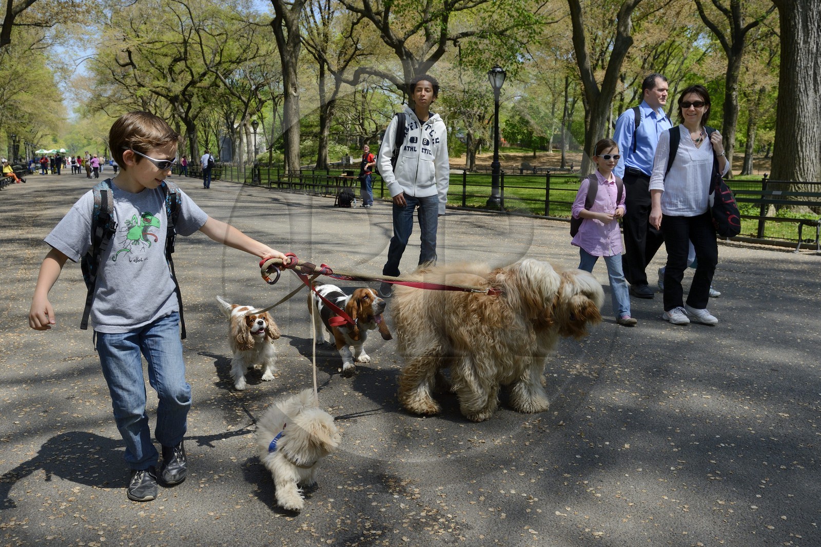 Etats-Unis, New York, Manhattan, Central Park, Paul promenant des chiens sur The Mall et Literary Walk