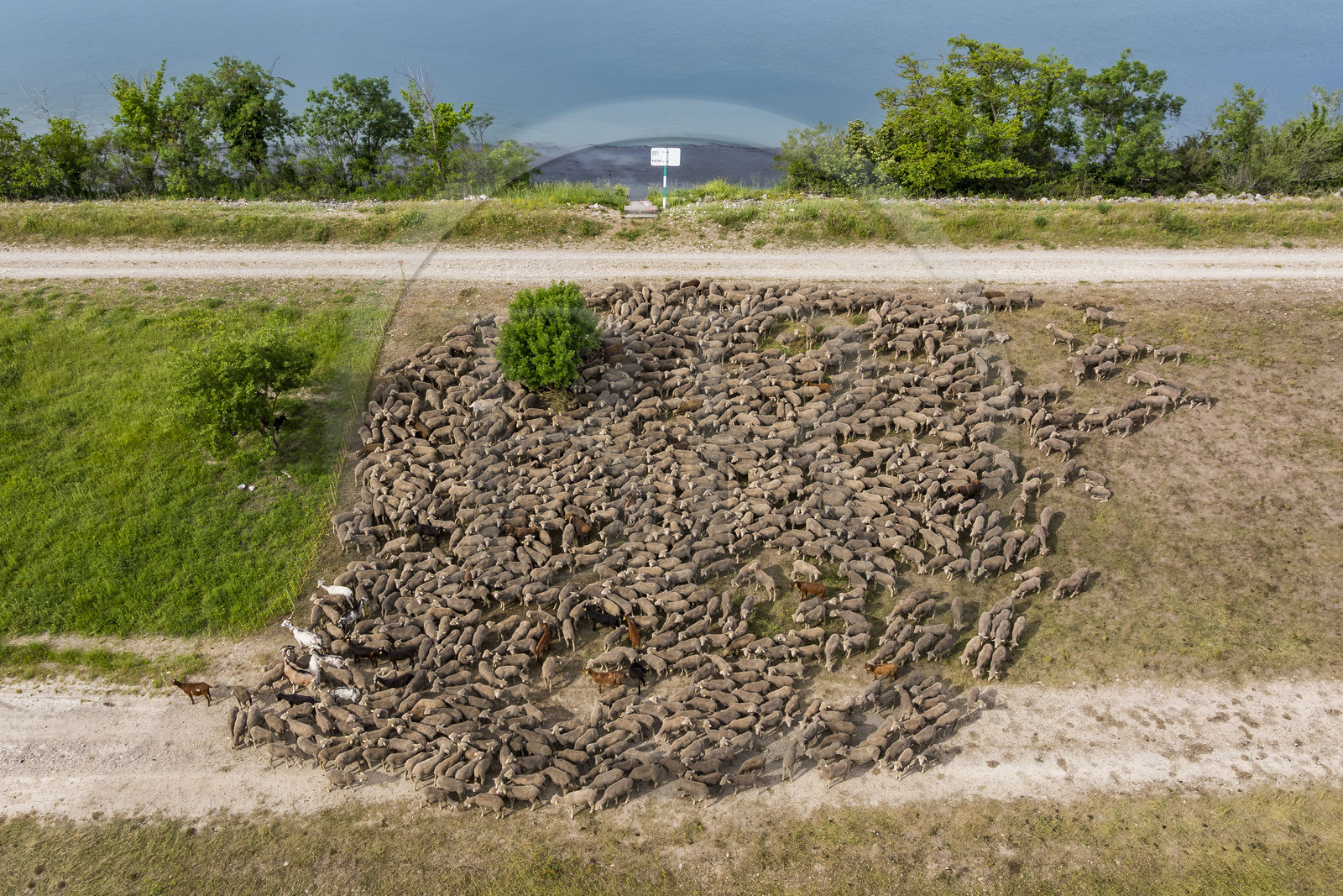 France, Vaucluse (84), Châteauneuf-du-Pape, le troupeau de brebis Merinos d'Arles (et quelques chèvres) mené par la bergère Natacha Fasujevic en éco-pâturage sur les bords du Rhone (vue aérienne)