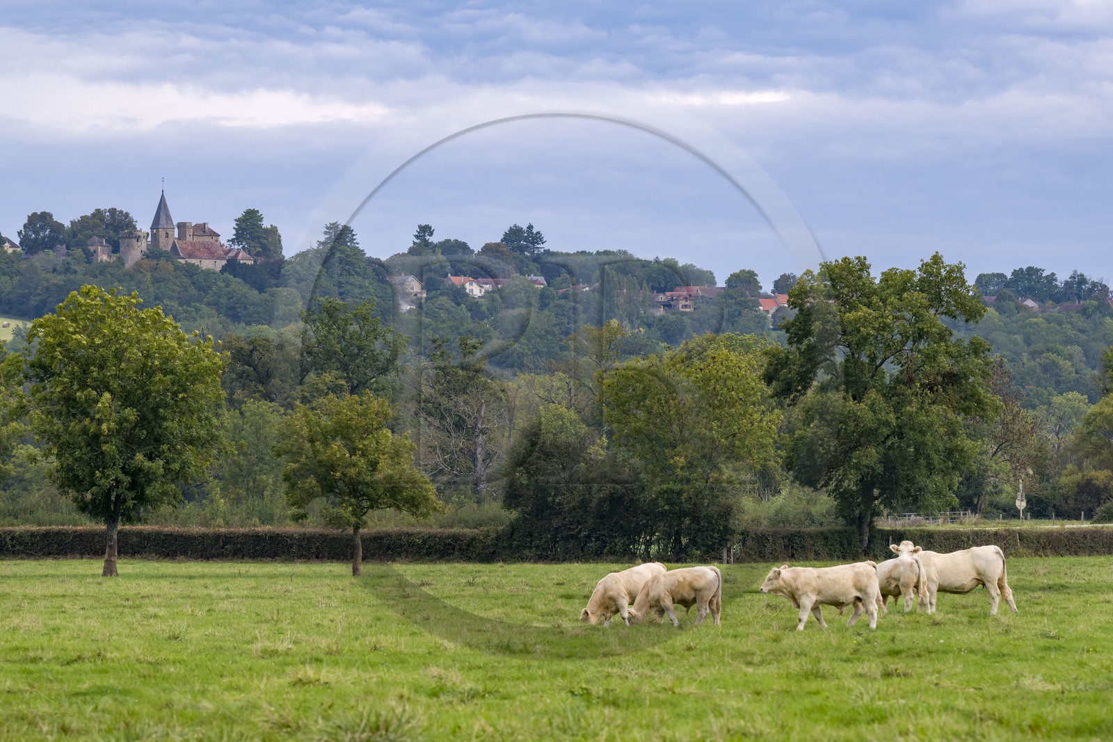 France, Yonne (89), Montréal (Bourgogne), vaches dans le pré, le clocher de Thizy en arrière plan