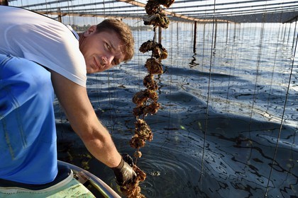 France, Var (83), La Seyne-sur-Mer, l'ostréiculteur Jean Christophe Giol dans la baie de Tamaris