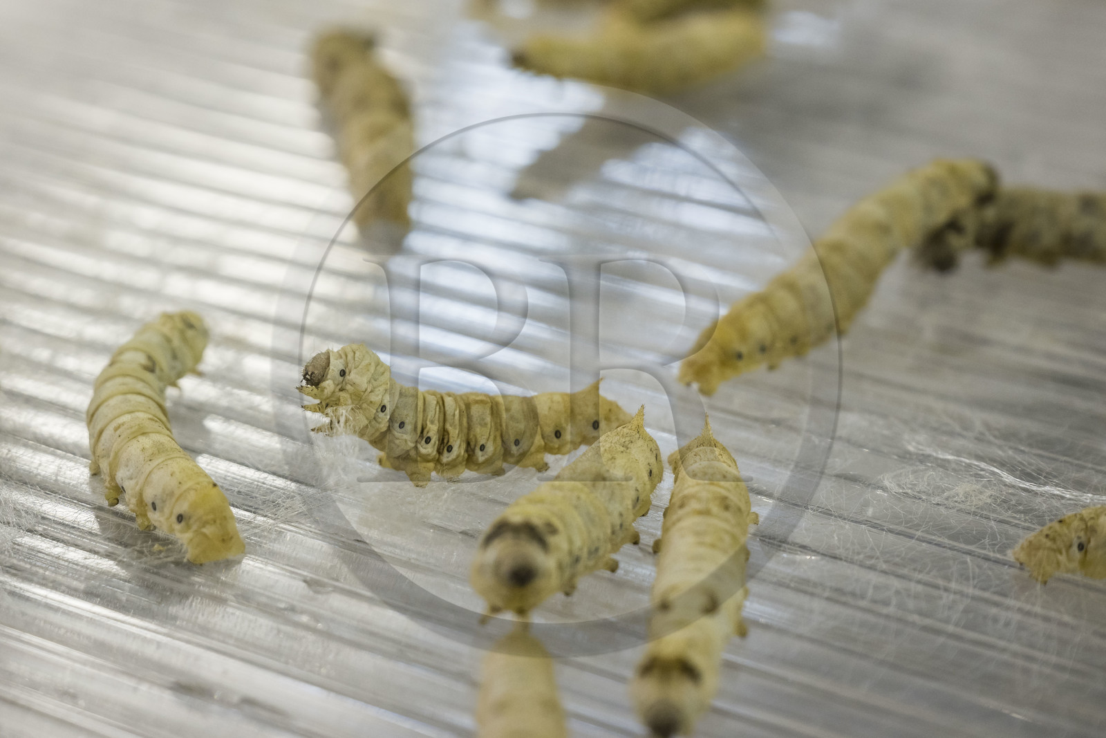 France, Gard, Monoblet, Atelier Sericyne is relaunching French sericulture, breeding silkworms and producing exceptional non-woven silk for the production of decorative objects