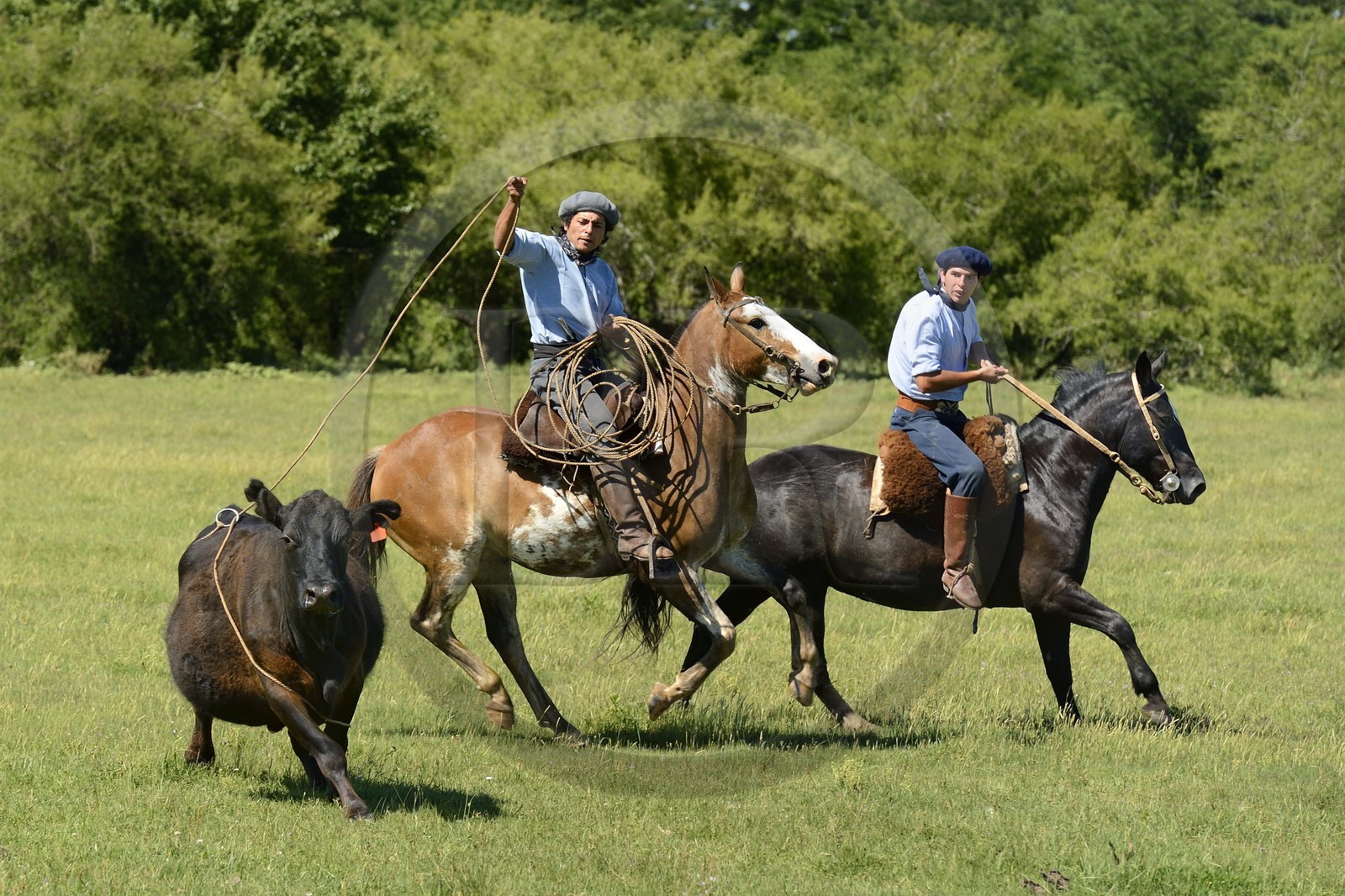 Argentina, Buenos Aires Province, San Antonio de Areco, estancia La Bamba de Areco, gauchos at work chasing a cow with a lasso