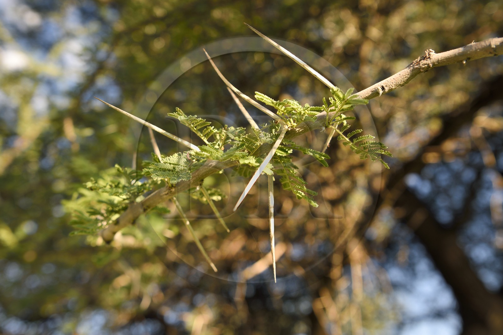Namibie, région de Khomas, nord de Windhoek, Okapuka Ranch, branche d'acacia