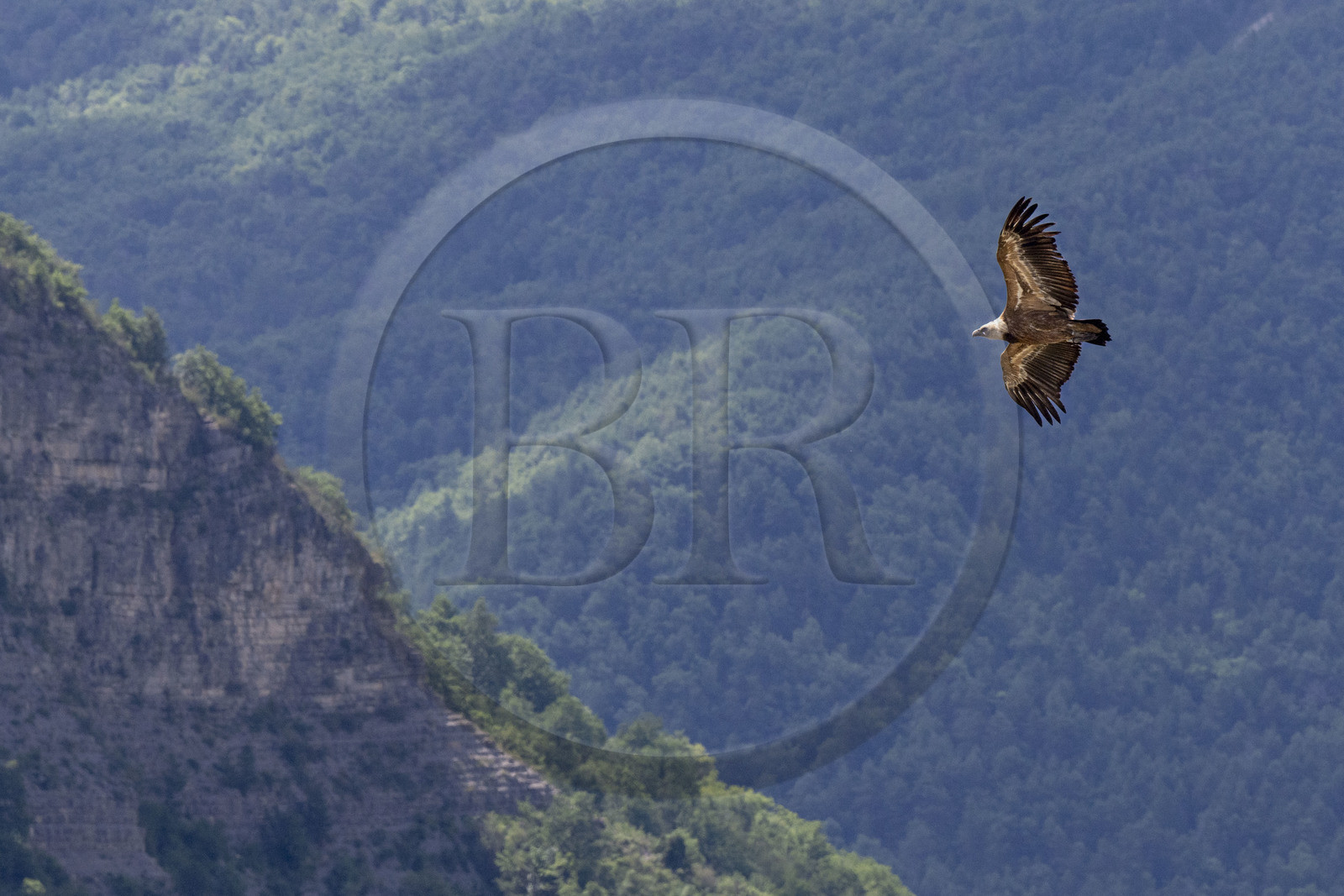 France, Drôme (26), parc naturel régional des Baronnies provençales, Rémuzat, plateau Saint-Laurent, vol d'un vautour fauve (Gyps fulvus) au dessus de la vallée de l'Oule