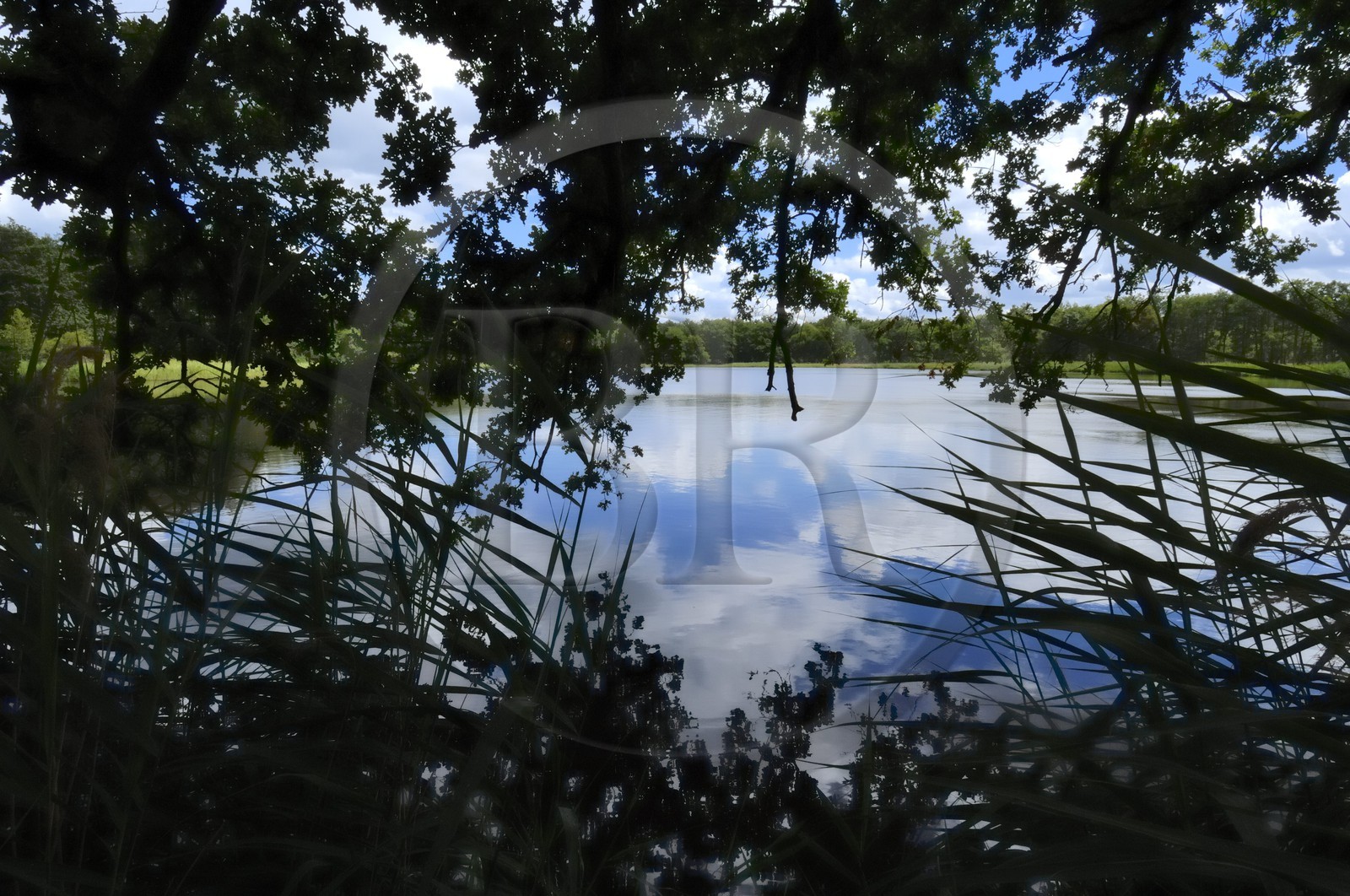 France, Loire et Cher, étang dans le domaine du château de Chambord