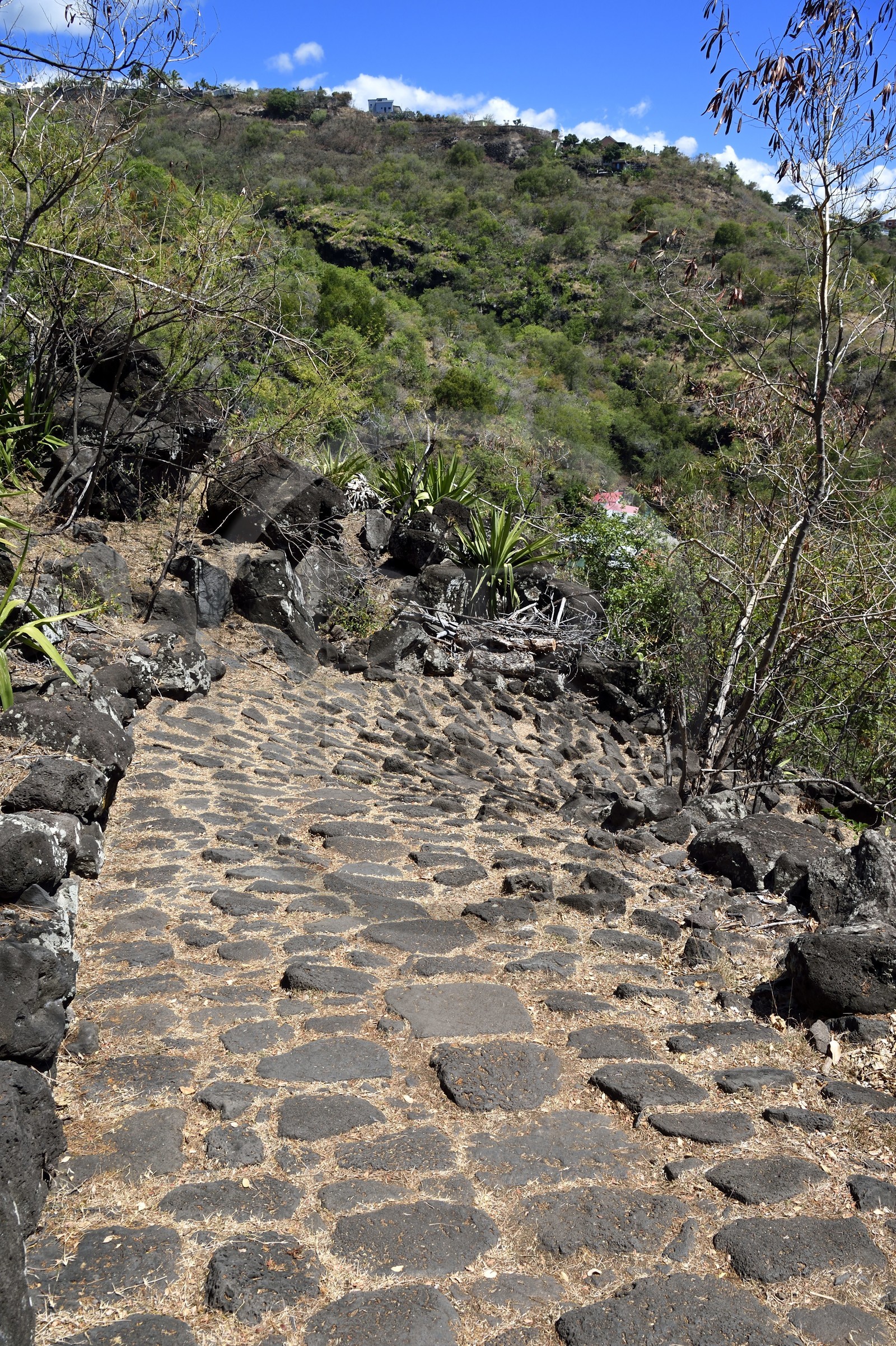 France, Ile de la Reunion, La Possession, le chemin Crémont aussi appelé chemin des Anglais, ancienne route pavé de basalte depuis 1775 qui longe le bord de la falaise de la cote nord-ouest devenu sentier de randonnée