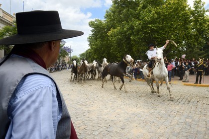 Argentine, province de Buenos Aires, San Antonio de Areco, fête du Jour de la Tradition (Dia de la Tradicion), gaucho présentant son troupeau de chevaux