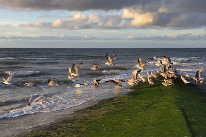 France, Calvados (14), Pays d'Auge, la côte Fleurie, Cabourg, goélands prenant leur envol sur la plage de la station balnéaire