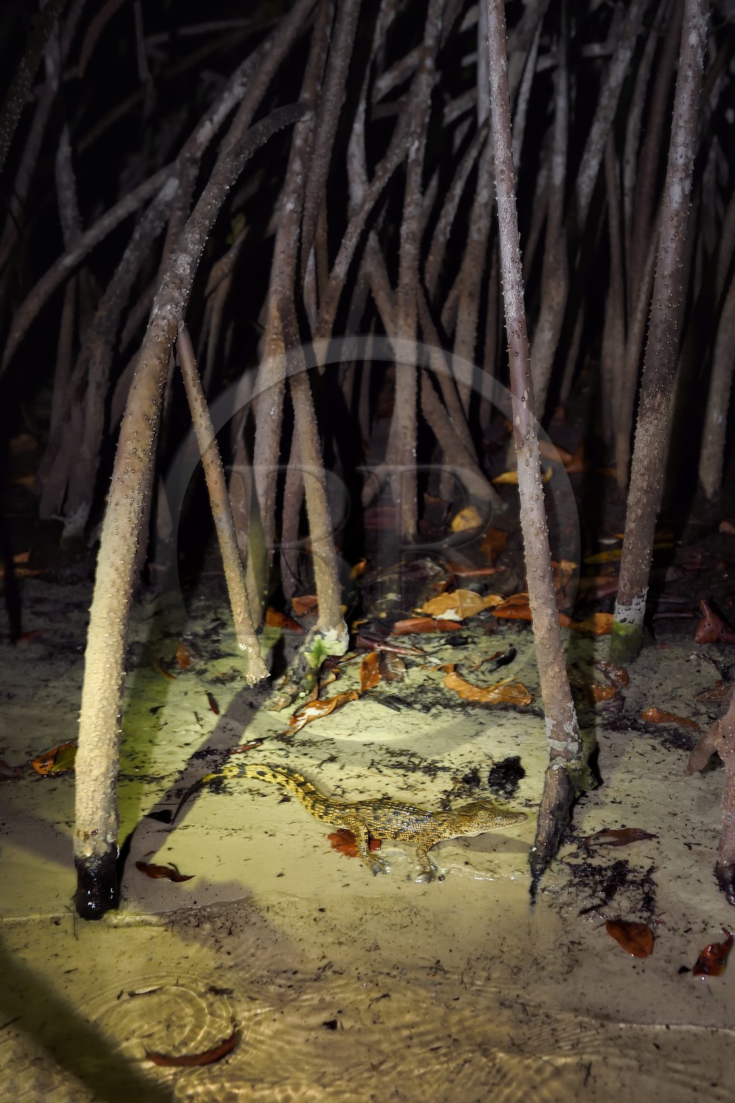 Gabon, Ogooue-Maritime Province, Loango National Park, night observation of a young crocodile in the Iguela lagoon mangrove swamp