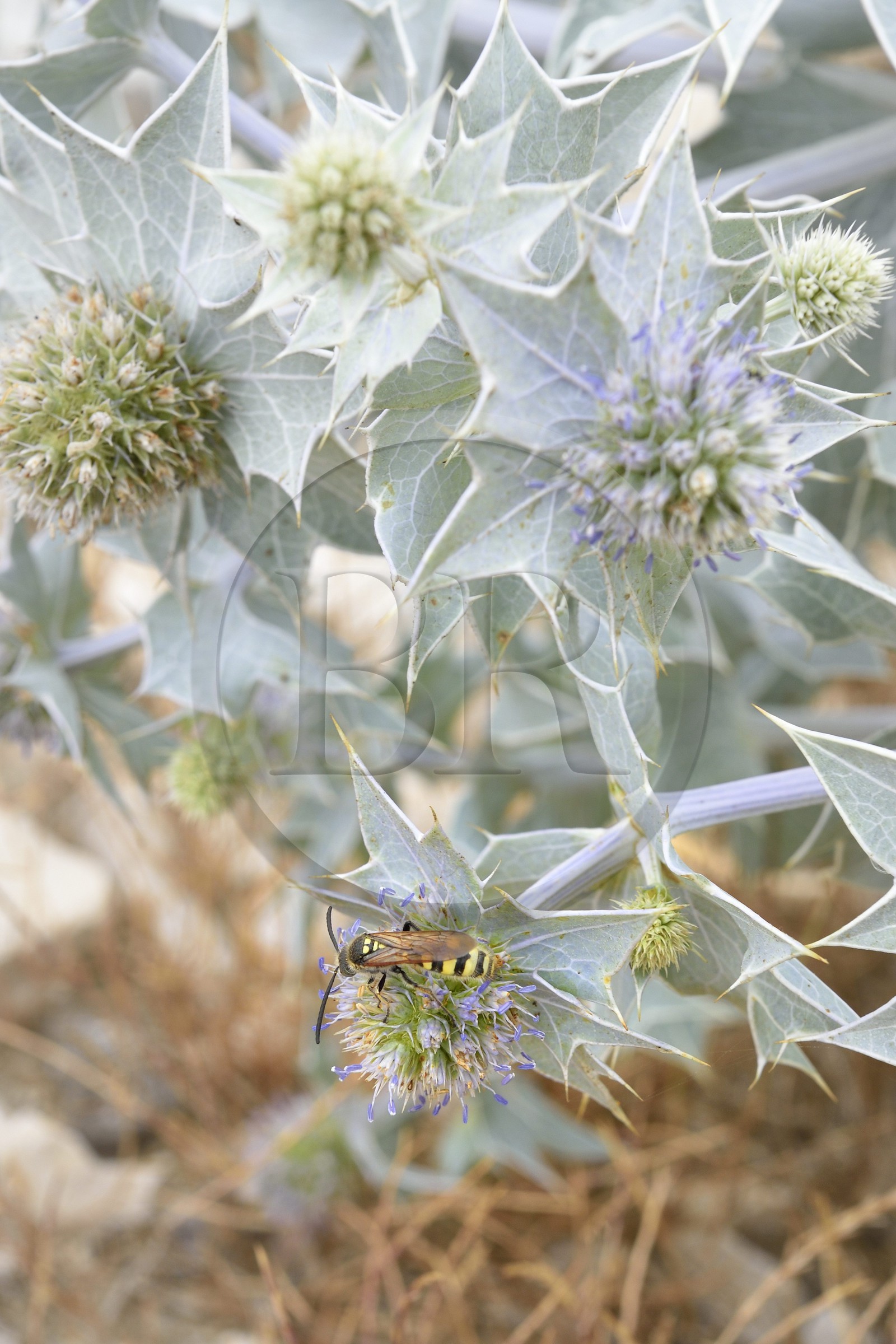 France, Bouches-du-Rhône (13), Parc naturel régional de Camargue, Panicaut maritime (Eryngium maritimum) emblème du Conservatoire de l'espace littoral et des rivages lacustres