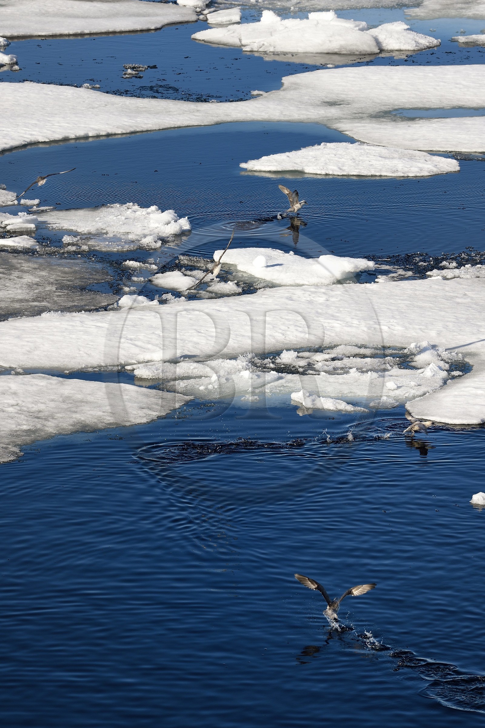Groenland, cote Nord-Ouest, Smith sound, Fulmar boréal (Fulmarus glacialis) survolant la banquise entrain de fondre