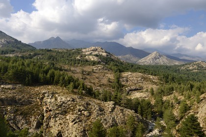France, Haute-Corse (2B), région du Niolu (Niolo), forêt de Valdu-Niellu qui tapisse les pentes occidentales du Niolu