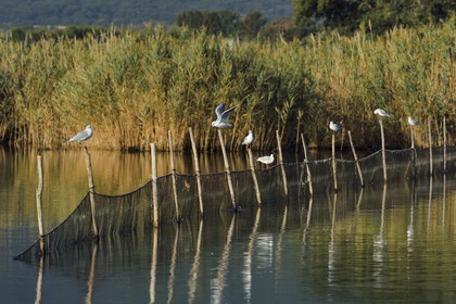 France, Haute-Corse (2B), l'étang de Biguglia (stagnu di Chjurlinu), réserve naturelle de Corse (RNC), mouettes perchées sur des pieux d'aulne