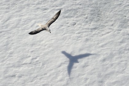 Groenland, cote Nord-Ouest, Smith sound, Fulmar boréal (Fulmarus glacialis) survolant la banquise