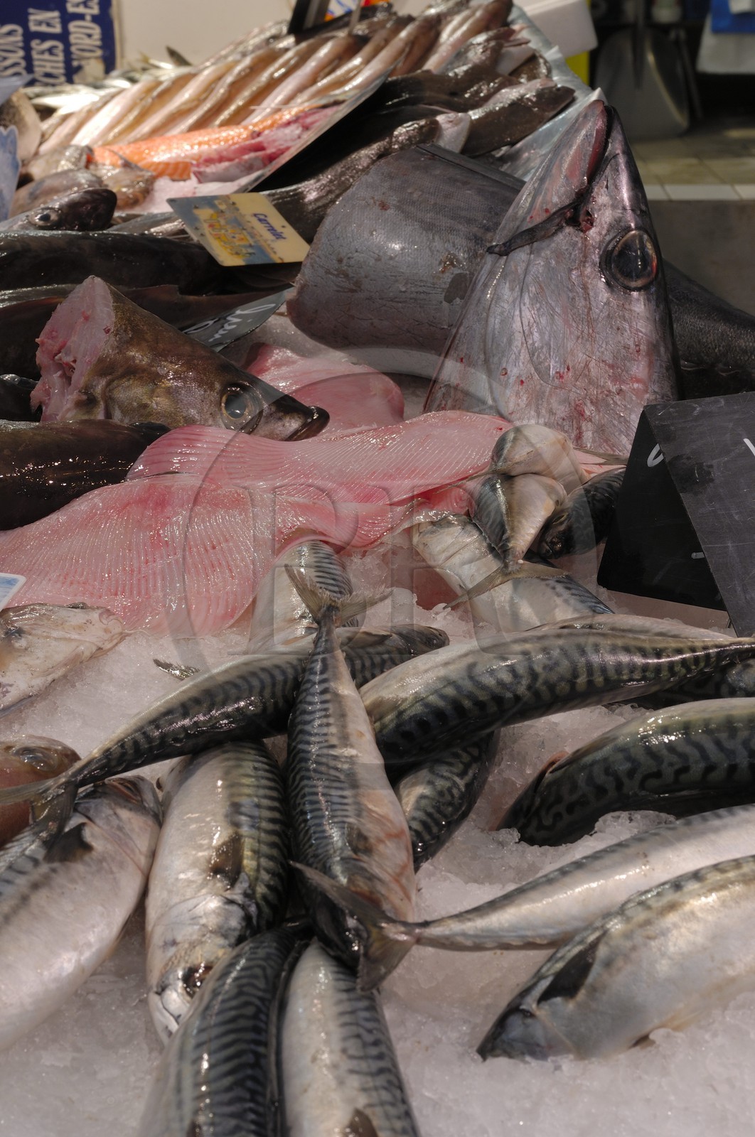France, Charente-Maritime (17), Rochefort, le marché couvert et palais des congrés