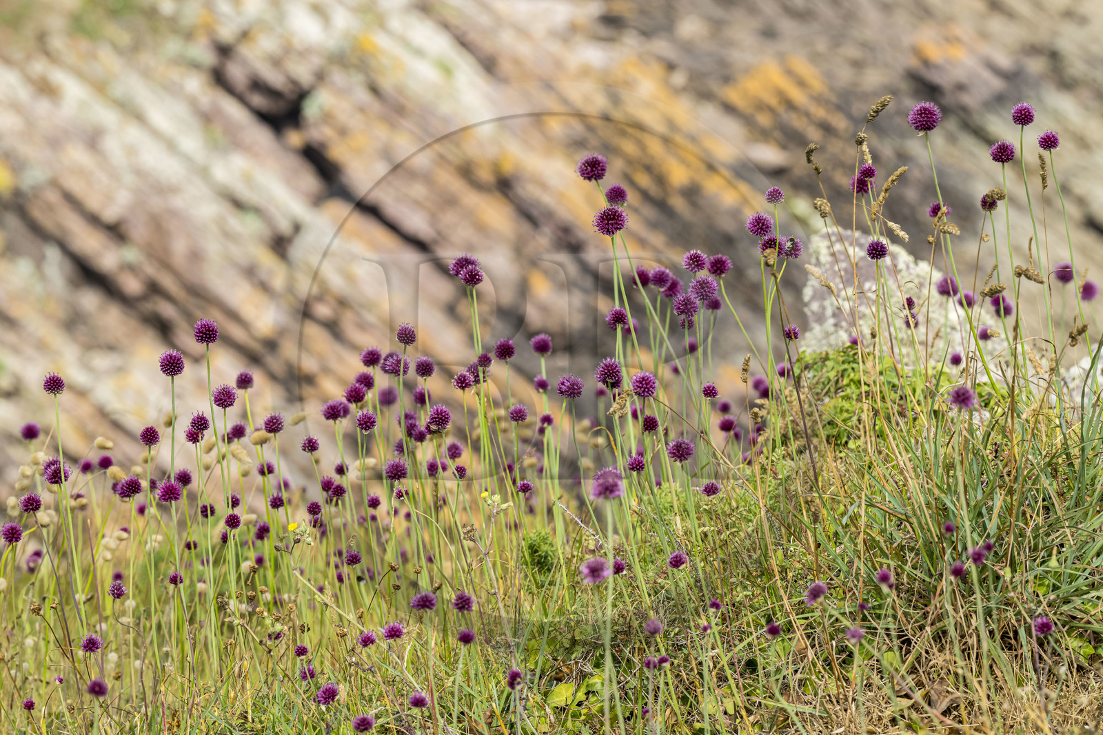 France, Côtes d'Armor (22), Grand Site de France Cap d'Erquy – Cap Fréhel, Erquy, ail à tête ronde (Allium sphaerocephalon)