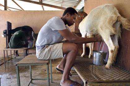 Namibia, Otjiwarongo, Cheetah Conservation Fund, research and education centre, milking Alpine goats for milk and cheese production