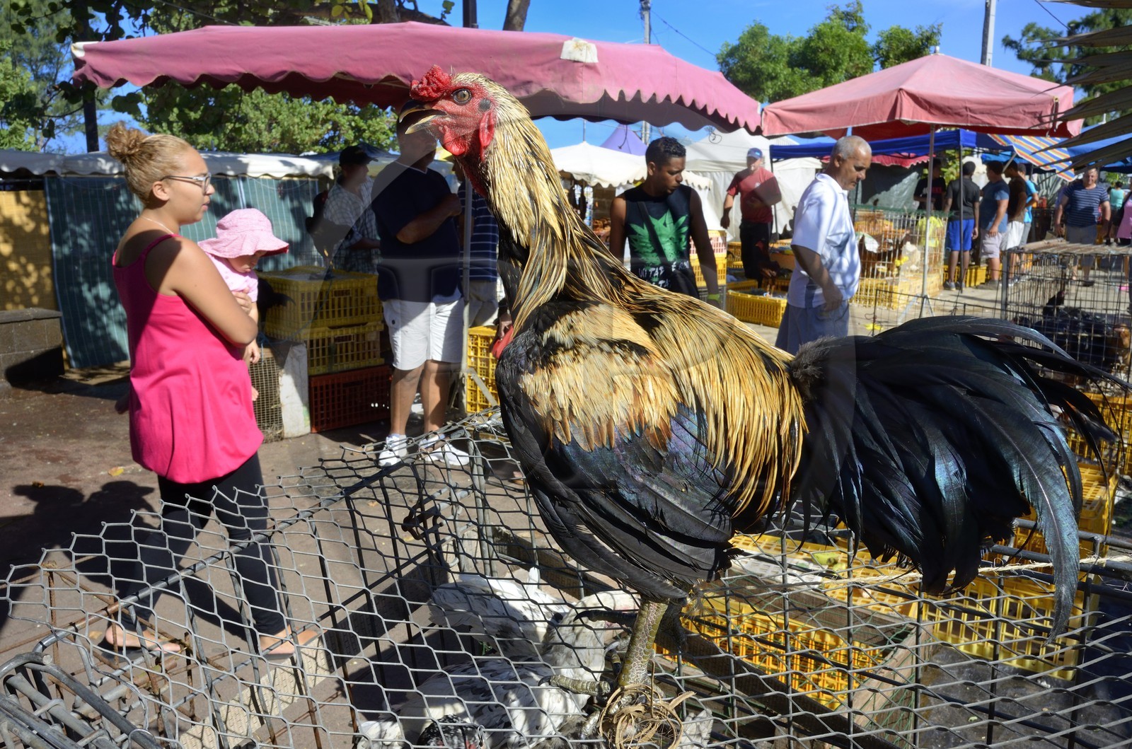 France, Reunion island (French overseas department), Saint Pierre, Saturday market, chicken stalls