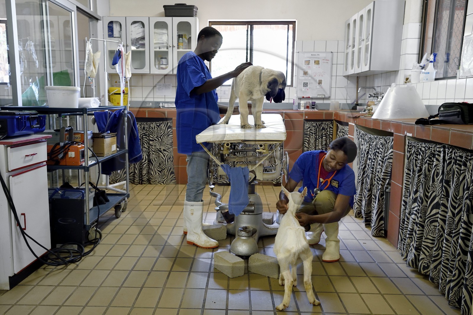 Namibie, Otjiwarongo, Cheetah Conservation Fund, centre de recherche et d'éducation, auscultation d'un jeune chien Berger d'Anatolie aussi connu sous le nom de Kangal dans la clinique vétérinaire par les volontaires Marnety et Sinvula