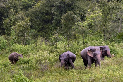 Sri Lanka, province du Centre-Nord, éléphants en bordure du Parc National Kaudulla