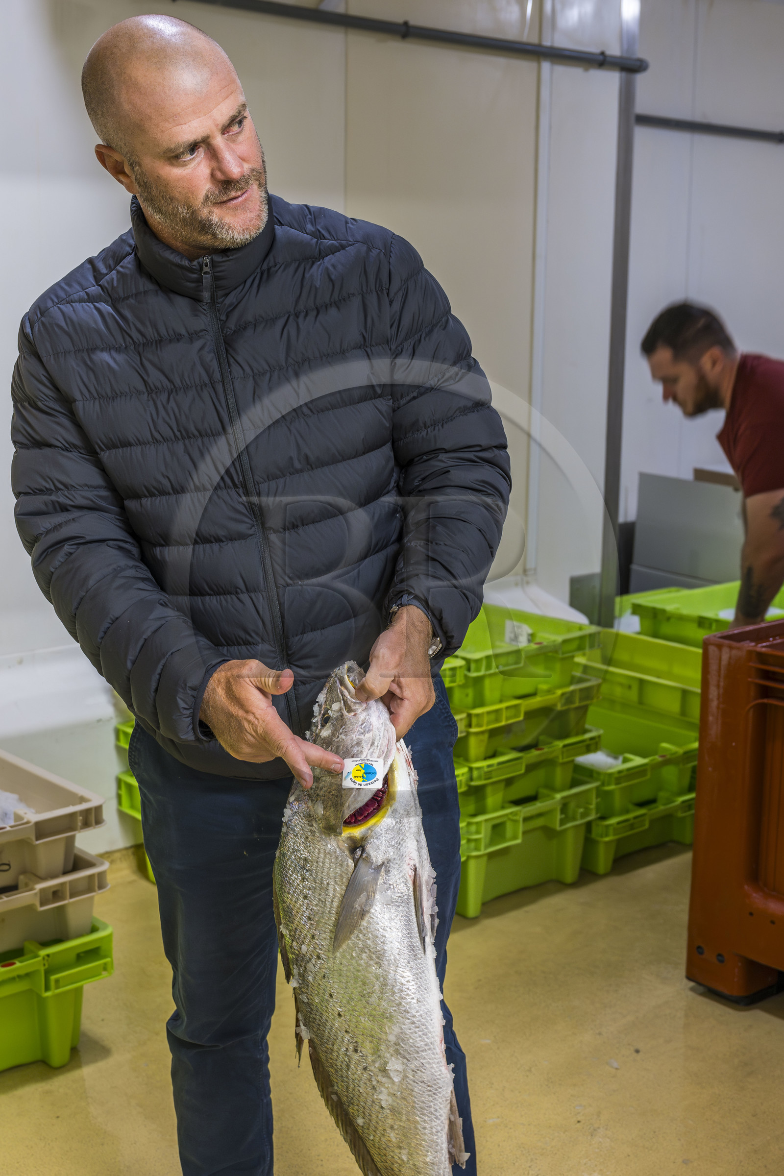 France, Charente-Maritime (17), La Rochelle, Port de pêche de Chef de Baie, la halle à marée (criée) qui accueille aussi les entreprises de mareyage, le chef étoilé Christopher Coutanceau tenant un maigre (Argyrosomus regius) fait son marché chez le mareyeur Steeve Lefort