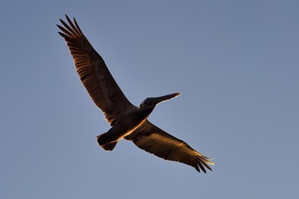 Caraïbes, Ile de la Dominique, Mero sur la côte Ouest, Pélican brun (Pelecanus occidentalis)