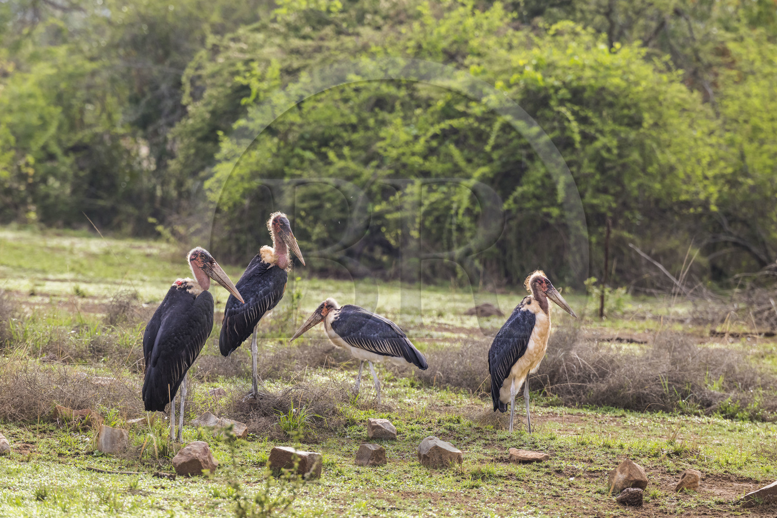 Rwanda, Parc national de l'Akagera, marabout d'Afrique (Leptoptilos crumenifer)